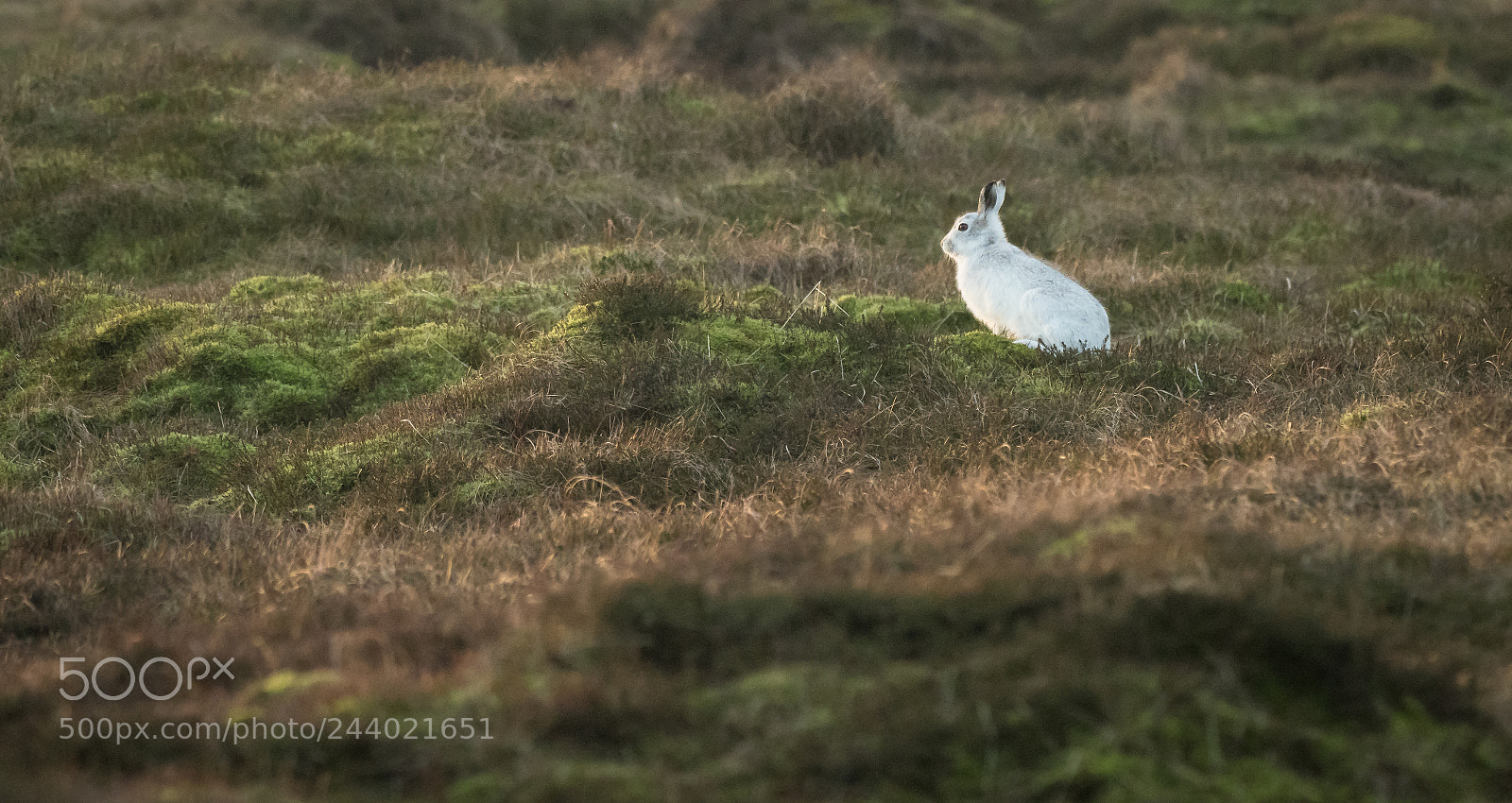 Olympus OM-D E-M1 Mark II sample photo. Mountain hares uk photography
