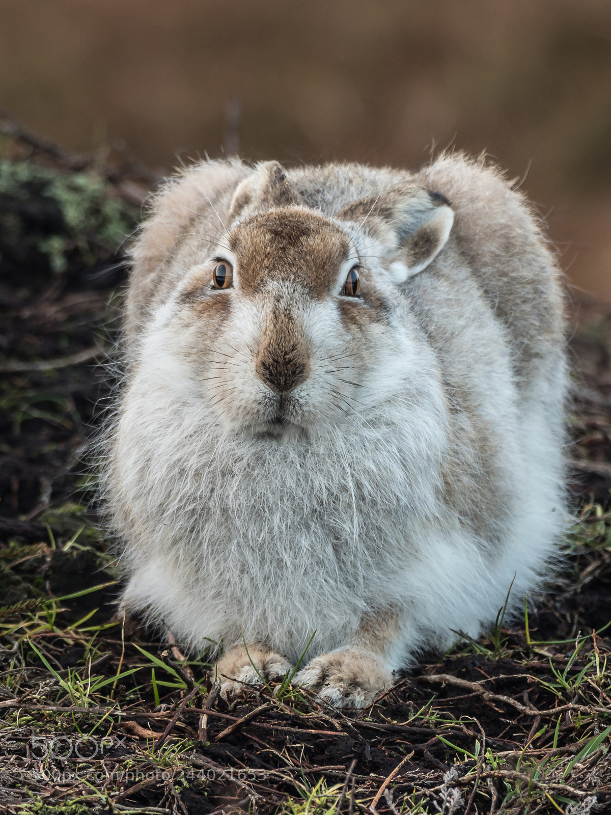Olympus OM-D E-M1 Mark II sample photo. Mountain hares uk photography