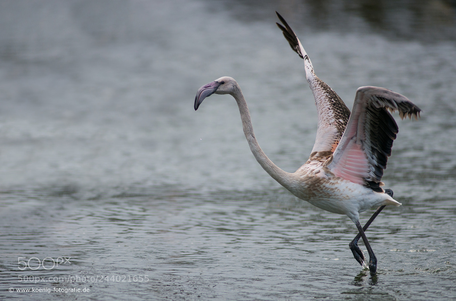 Nikon D800 sample photo. Ready for take off photography