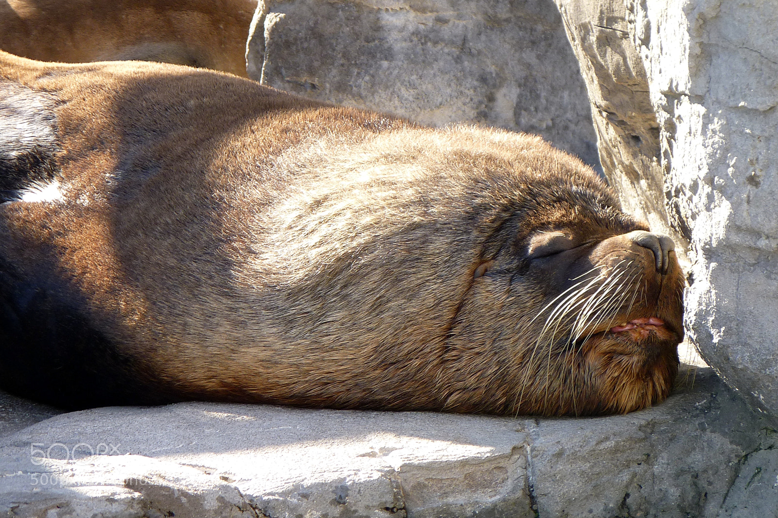 Panasonic Lumix DMC-FZ35 (Lumix DMC-FZ38) sample photo. Mr. sea lion photography