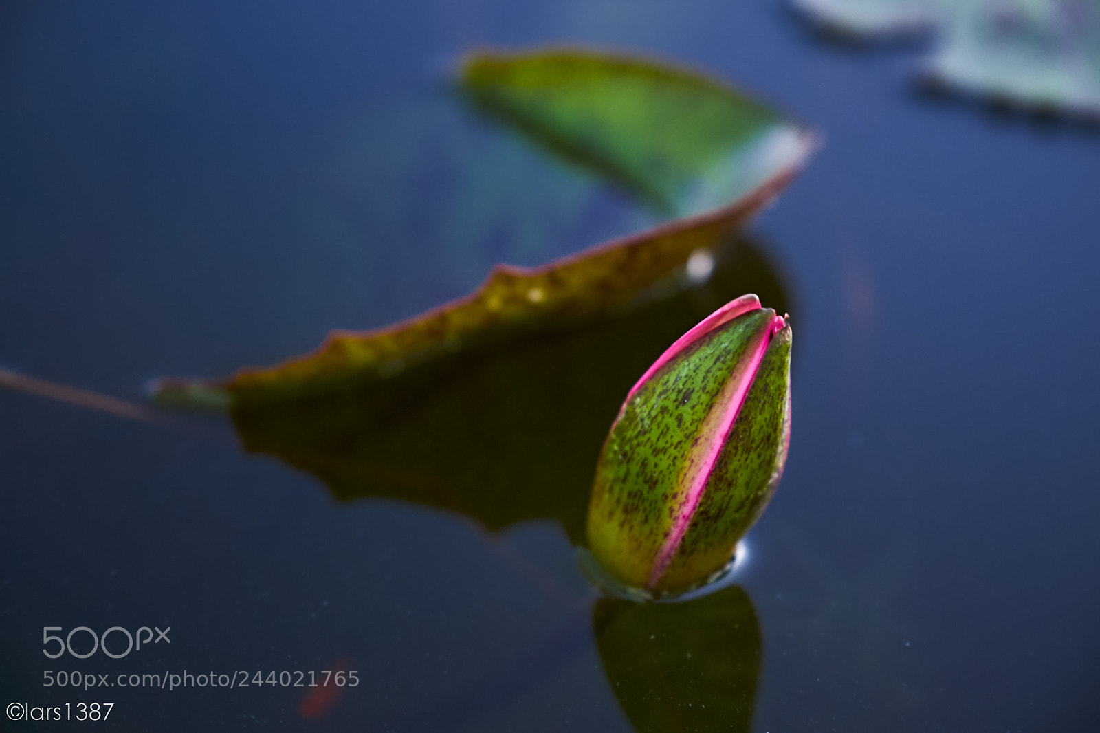 Fujifilm X-T1 sample photo. Lotus photography
