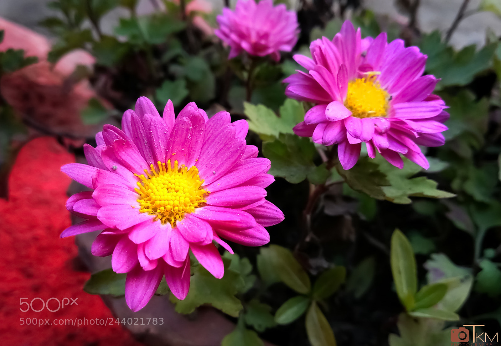 Xiaomi Mi A1 sample photo. Chrysanthemum photography
