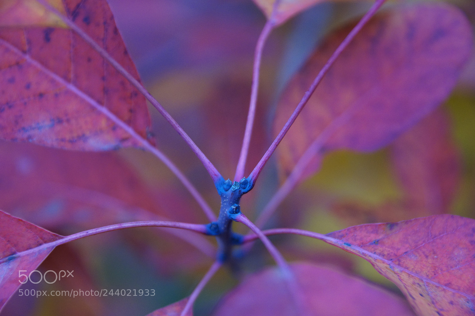 Sony SLT-A58 sample photo. Purple & blue photography