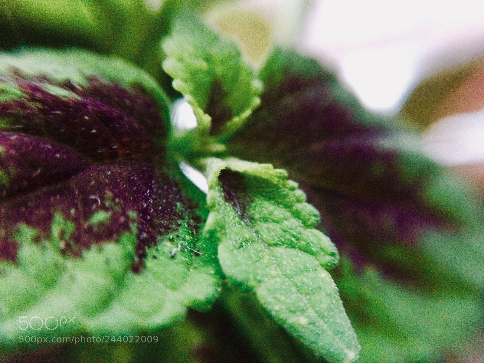 Apple iPhone 5s sample photo. Untitled photography