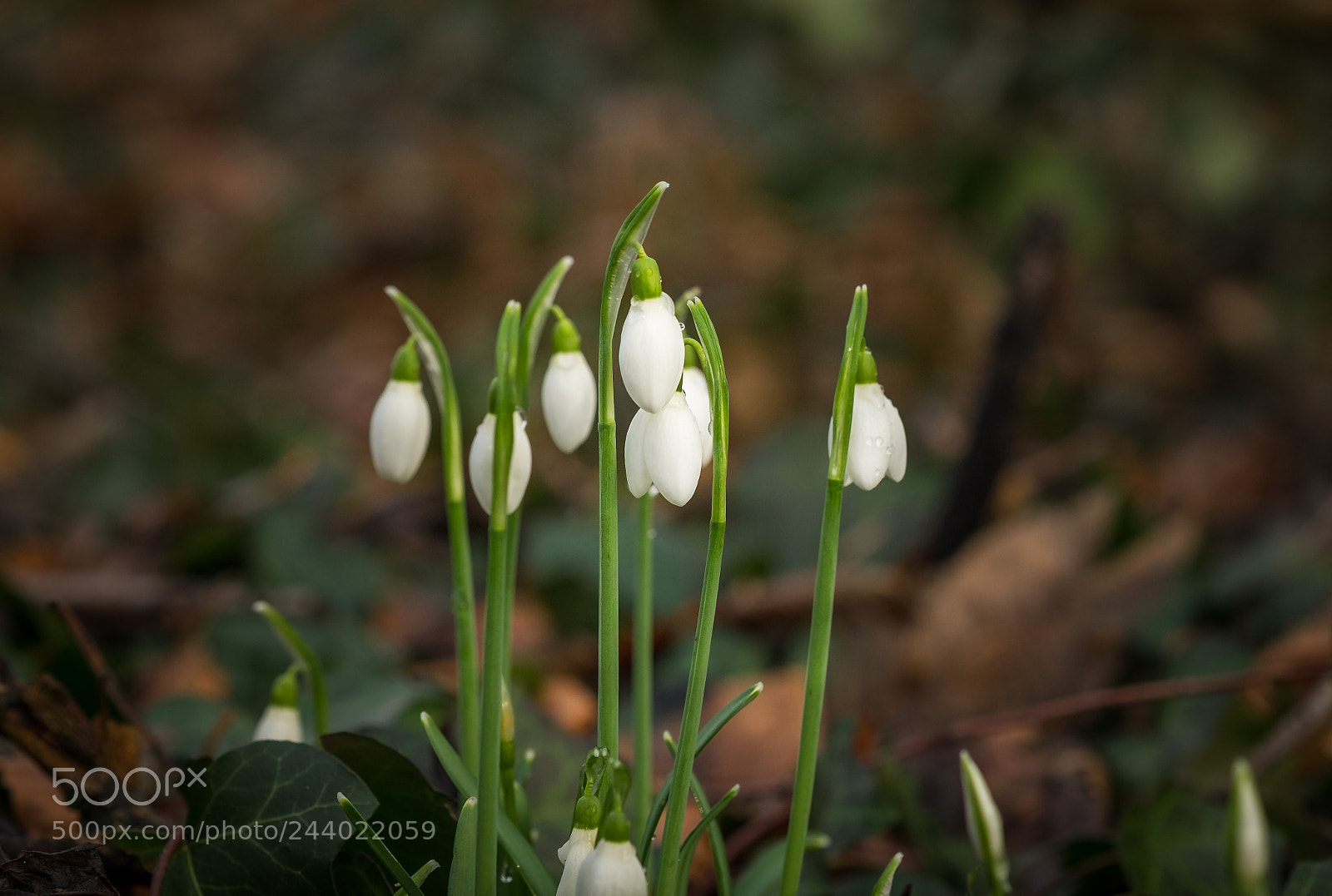 Fujifilm X-T1 sample photo. Schneeglöckchen (galanthus nivalis) photography