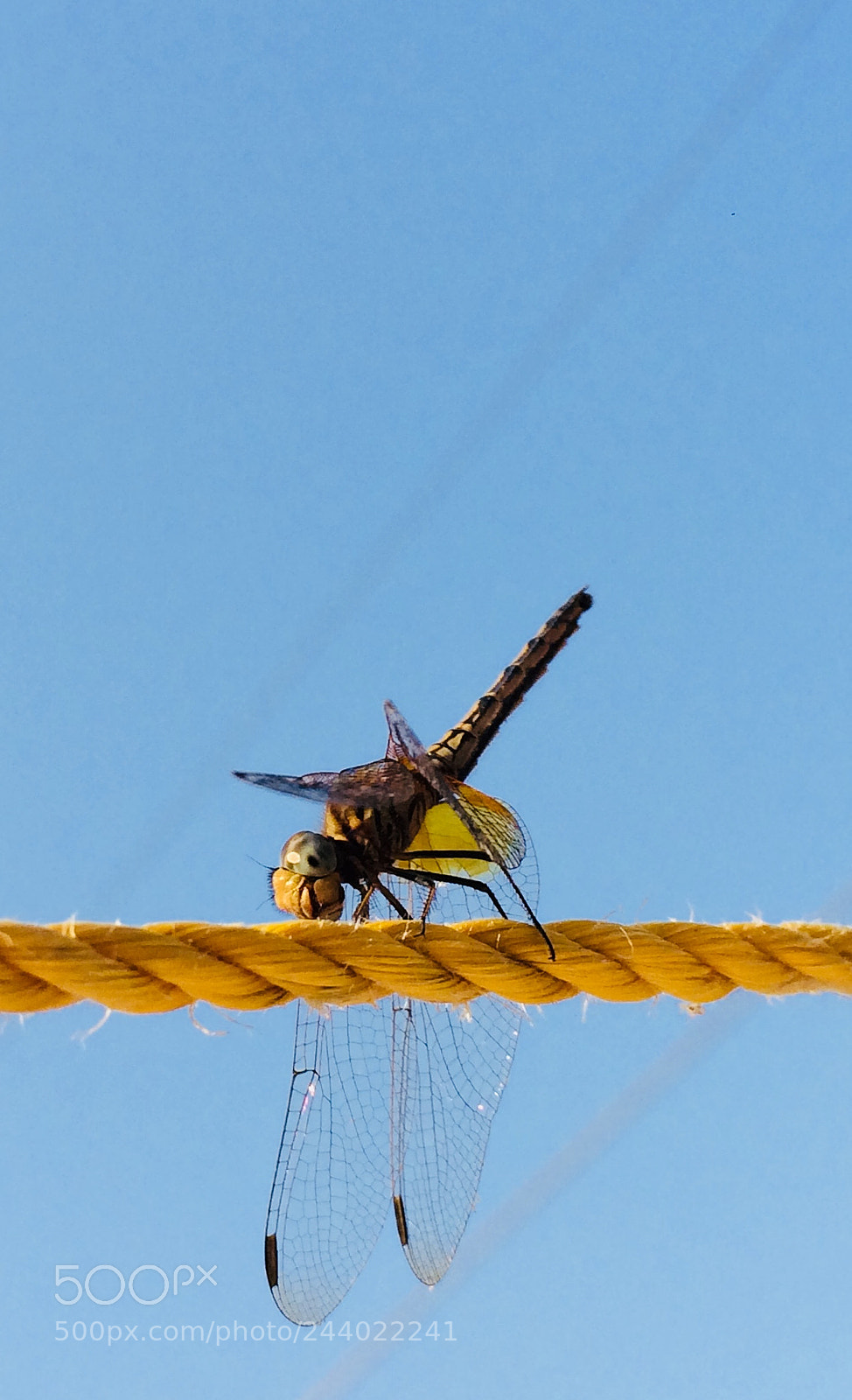 Apple iPhone 5s sample photo. Dragon fly photography