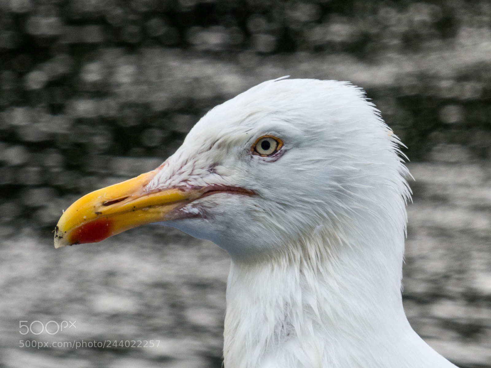 Panasonic Lumix DMC-FZ200 sample photo. Eye photography