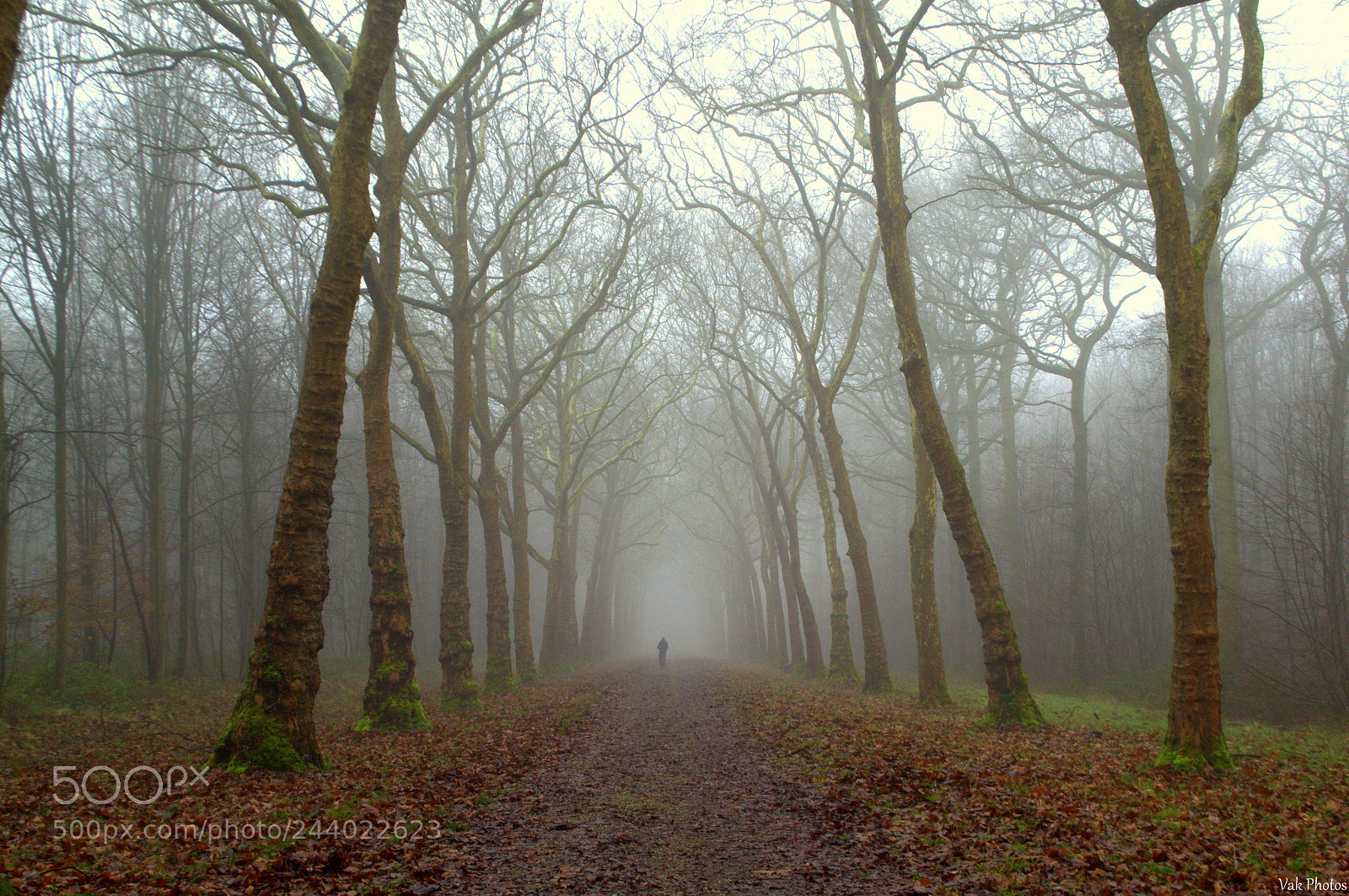 Nikon D3100 sample photo. Fog photography