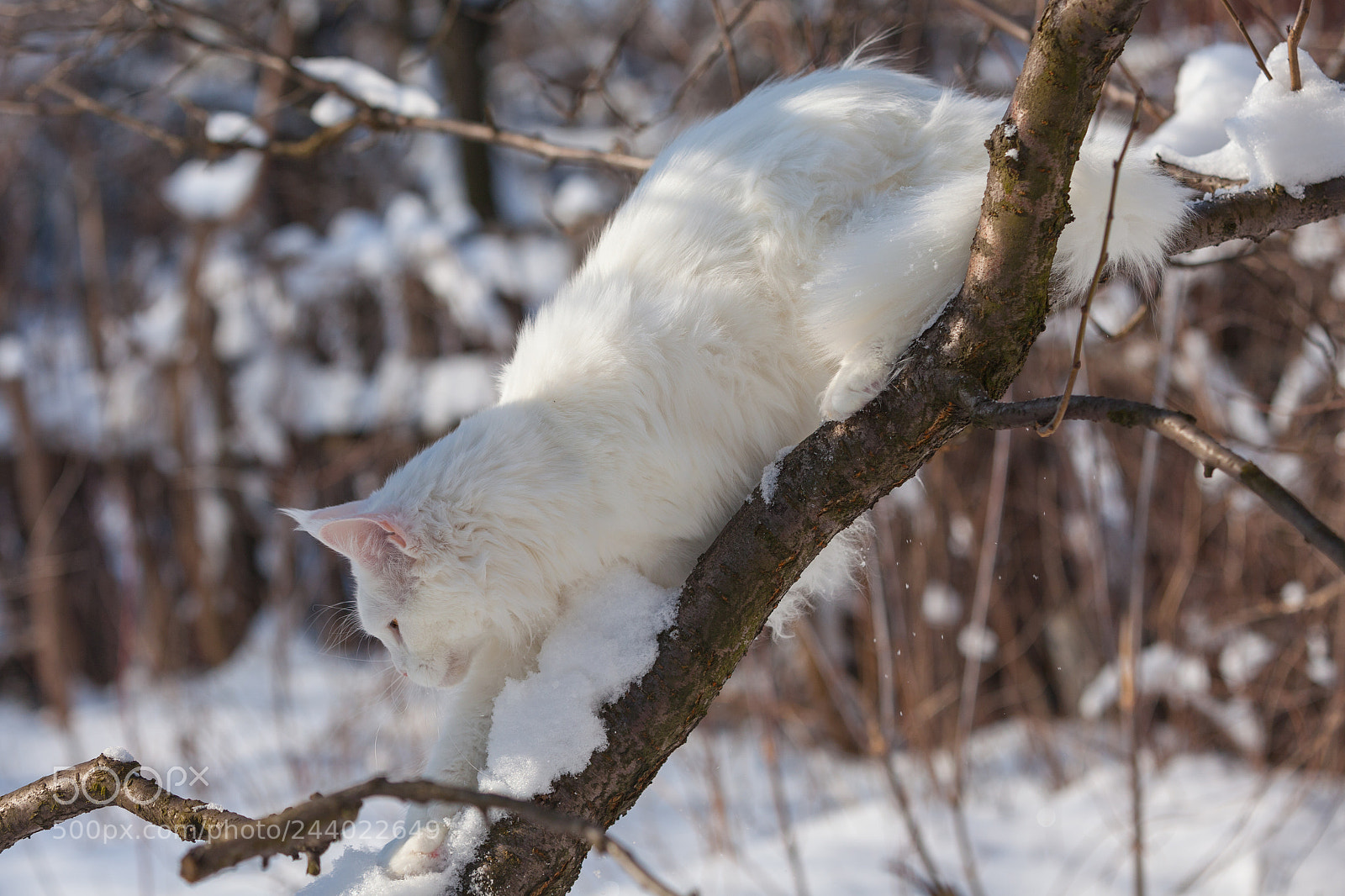 Canon EOS 5D Mark II sample photo. Maine coone white cat photography