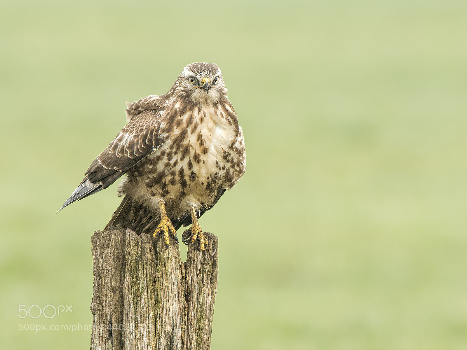 Nikon D500 sample photo. Buzzard looking around photography