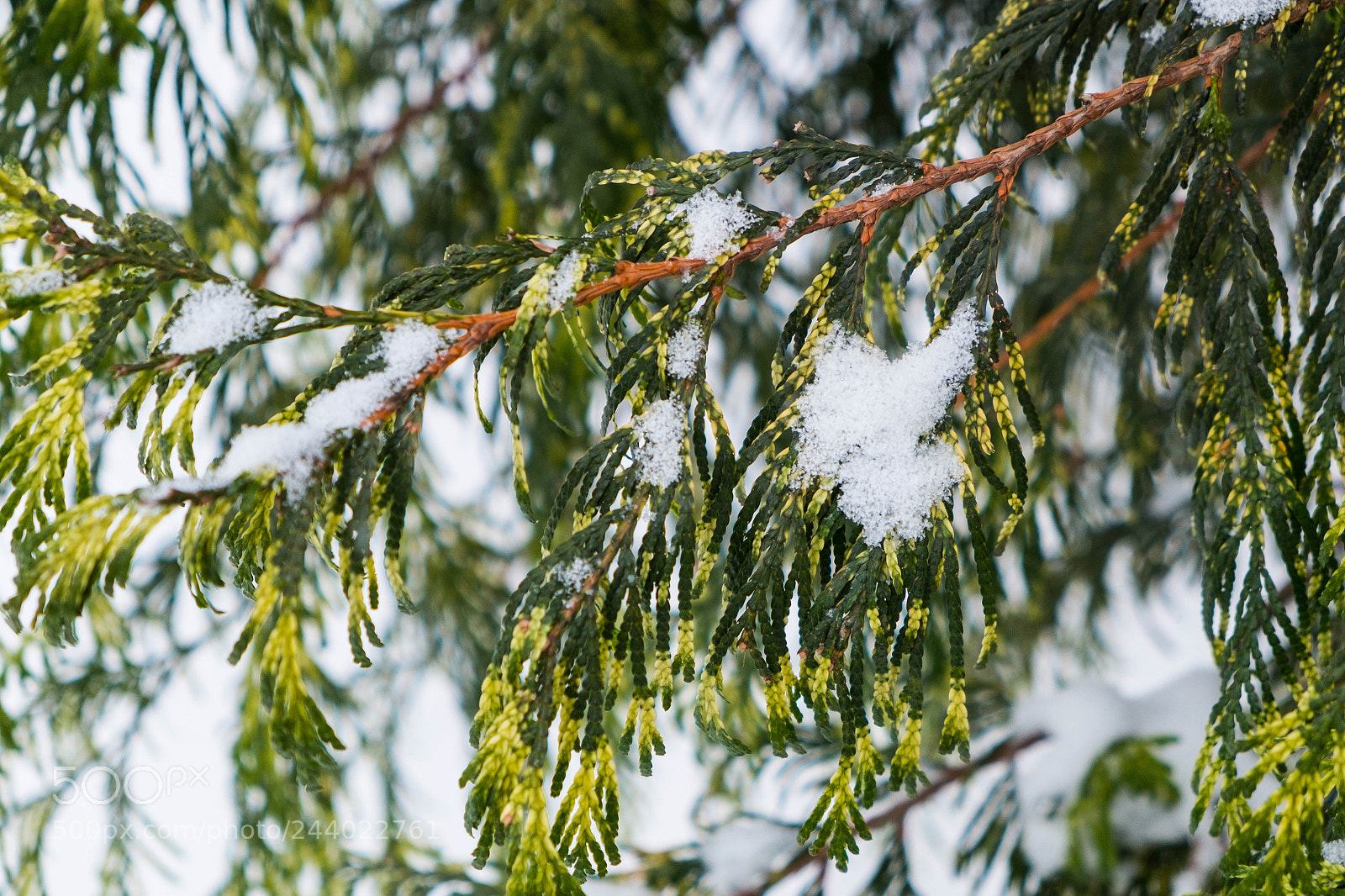 Fujifilm X-M1 sample photo. Beautifull tree photography