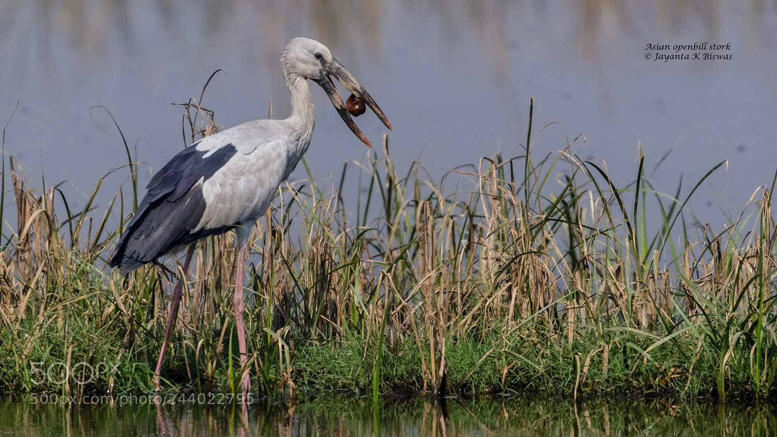 Canon EOS-1D X Mark II sample photo. Asian openbill stork photography