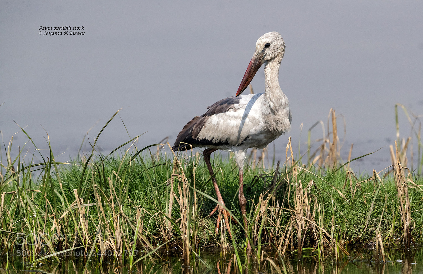 Canon EOS-1D X Mark II sample photo. Asian openbill stork juvenile photography