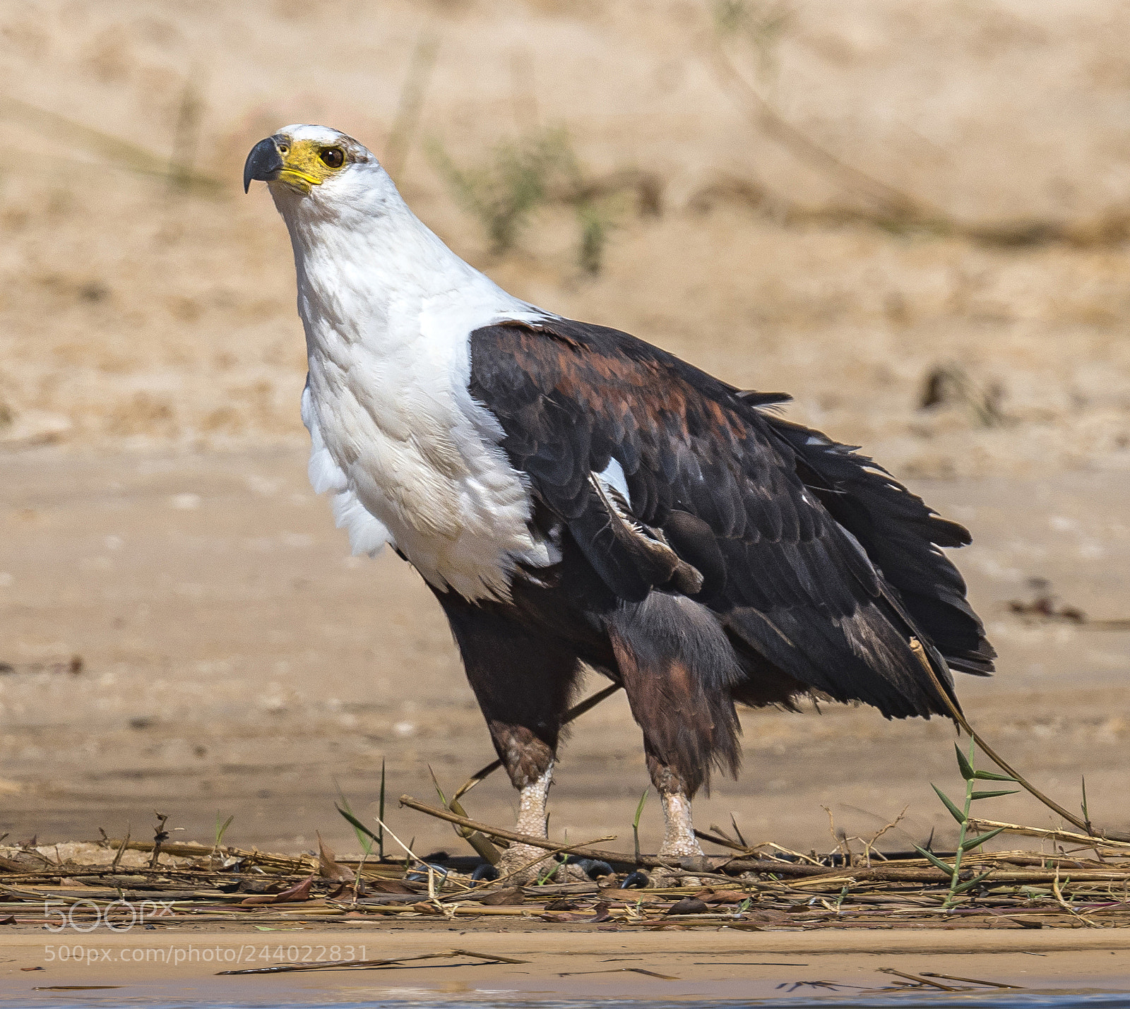 Nikon D500 sample photo. African fish eagle photography