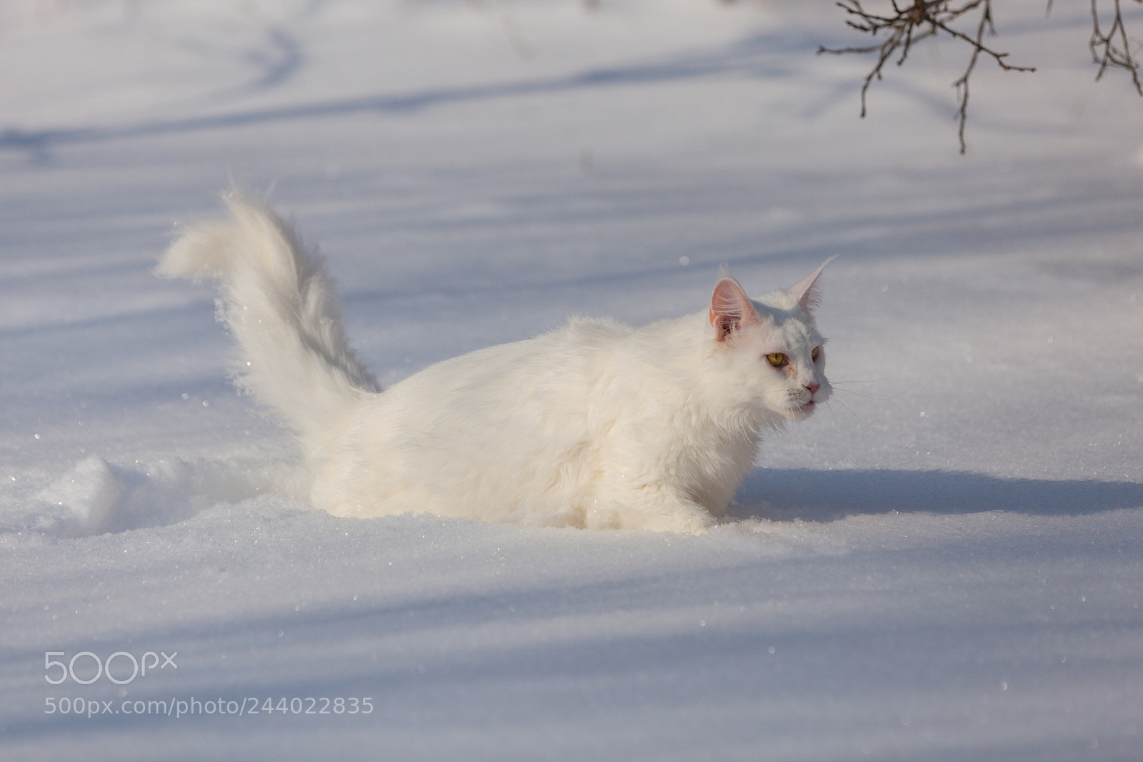 Canon EOS 5D Mark II sample photo. Maine coone white cat photography