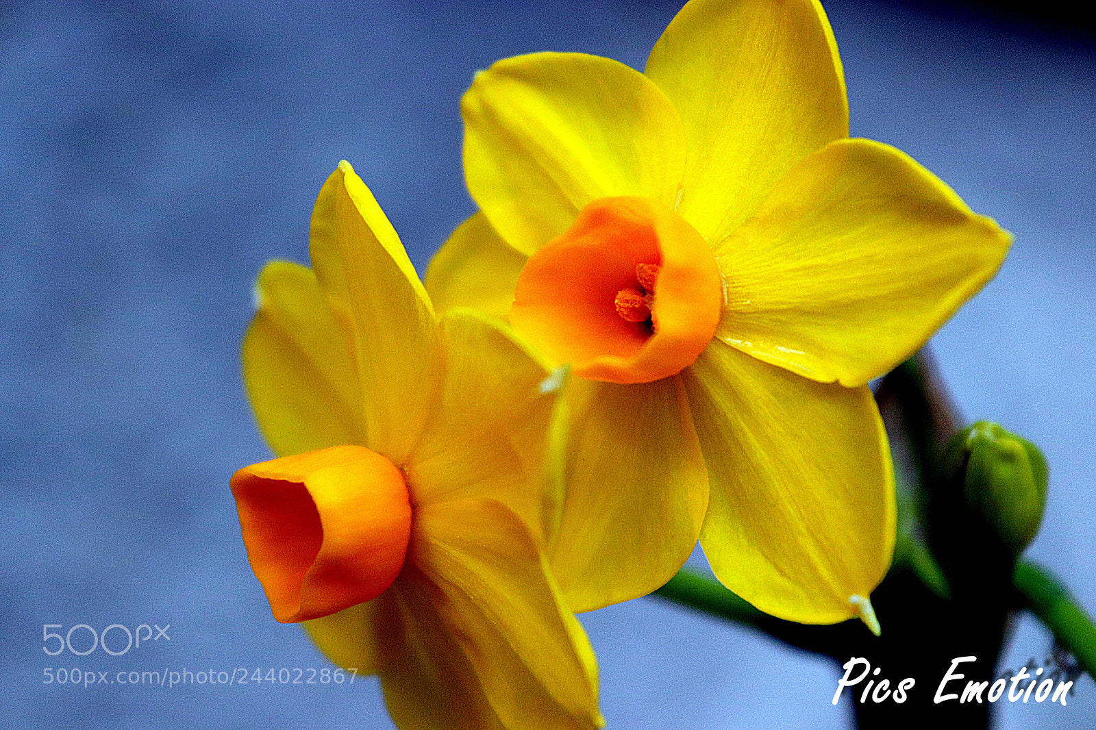 Canon EOS 77D (EOS 9000D / EOS 770D) sample photo. Narcisse photography