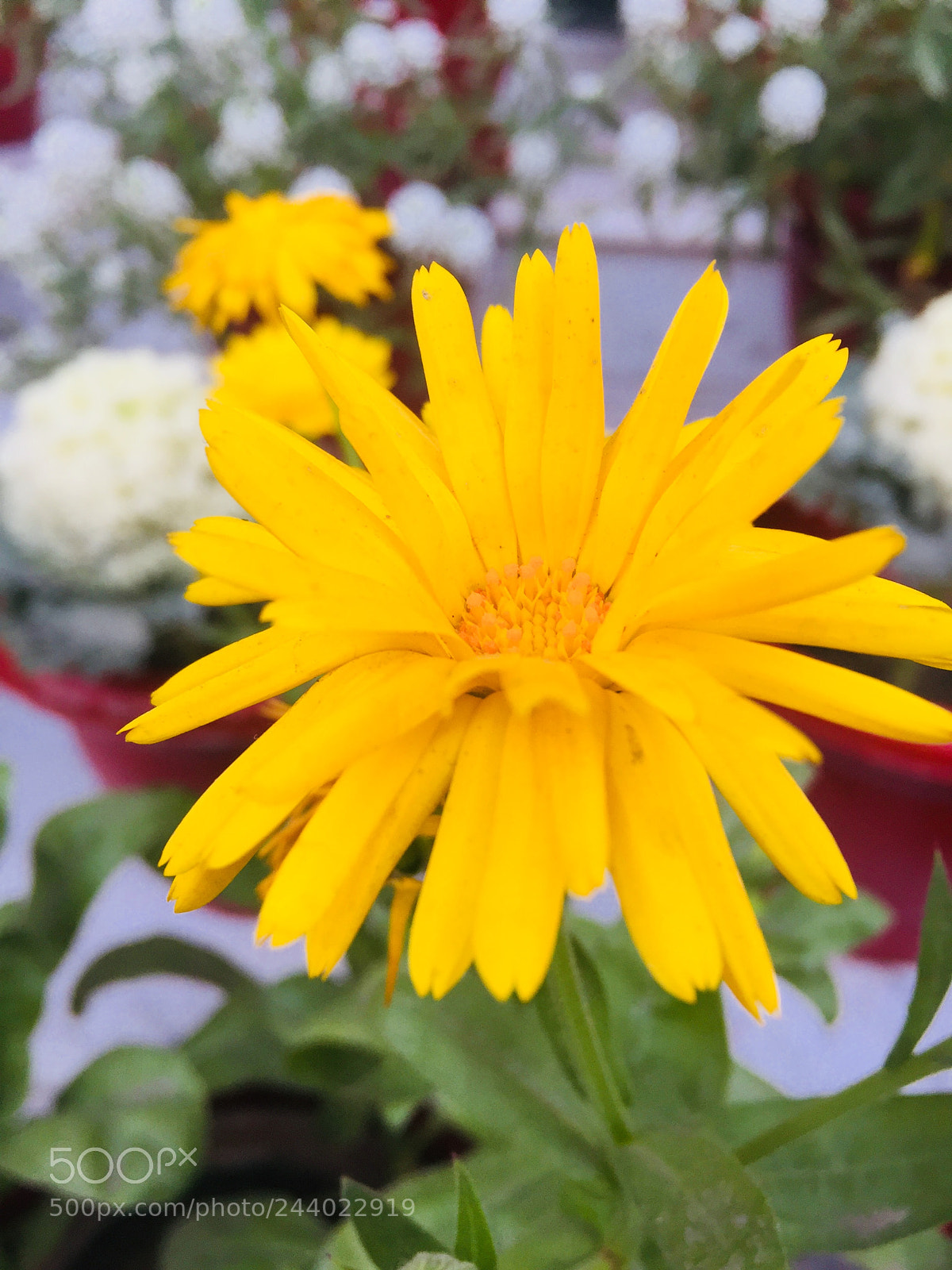 Apple iPhone 6 sample photo. Untitled photography