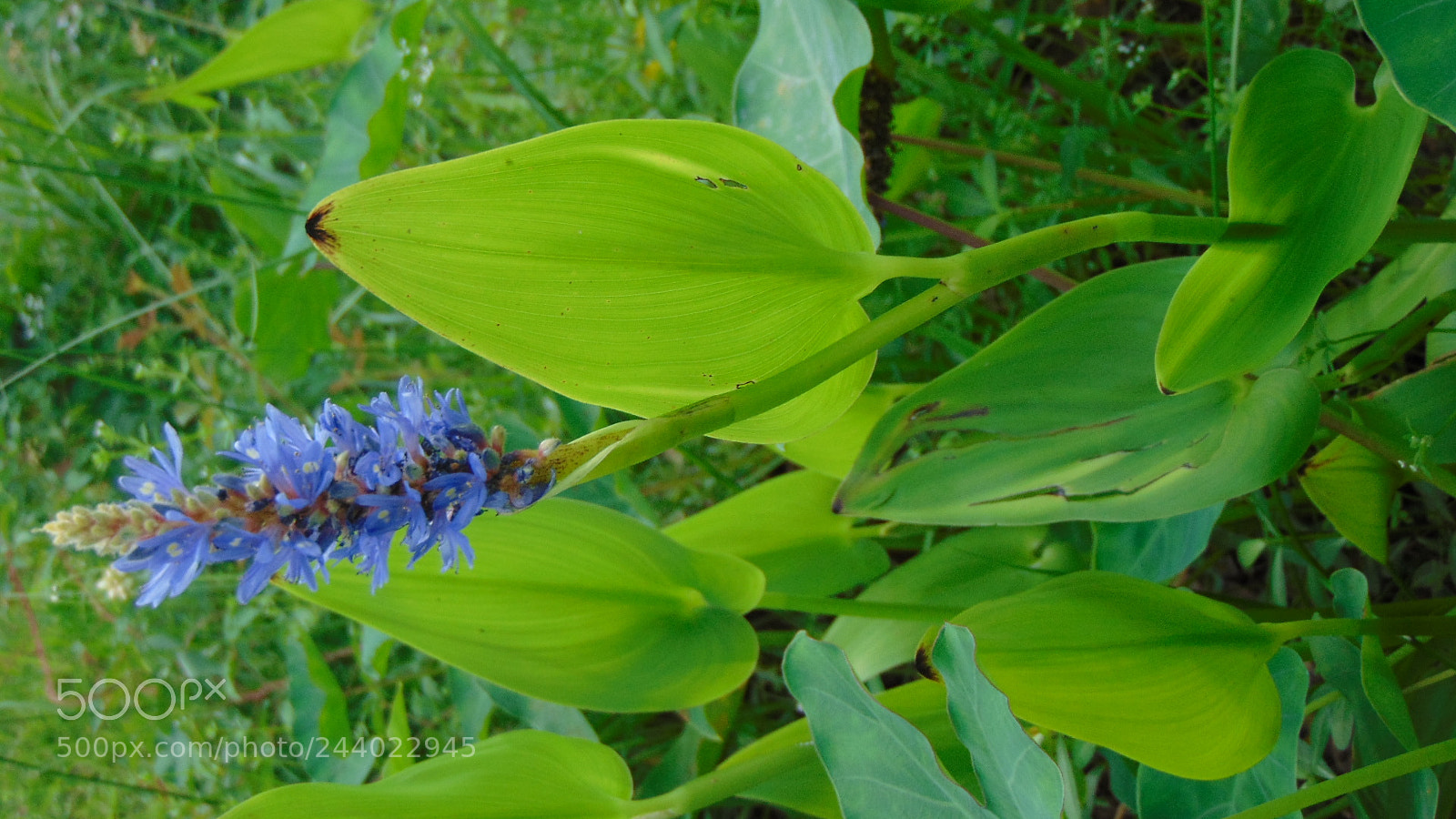 Sony Cyber-shot DSC-H300 sample photo. Tailbloom photography