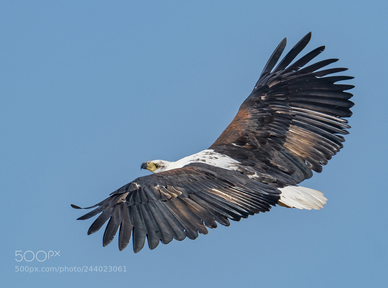 Nikon D500 sample photo. African fish eagle photography