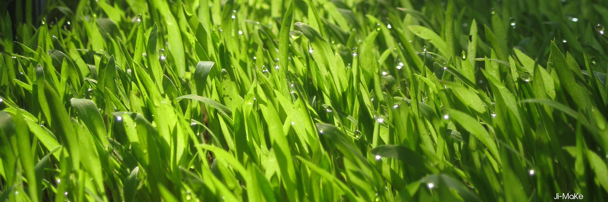 Canon PowerShot A3100 IS sample photo. Wide green grass photography