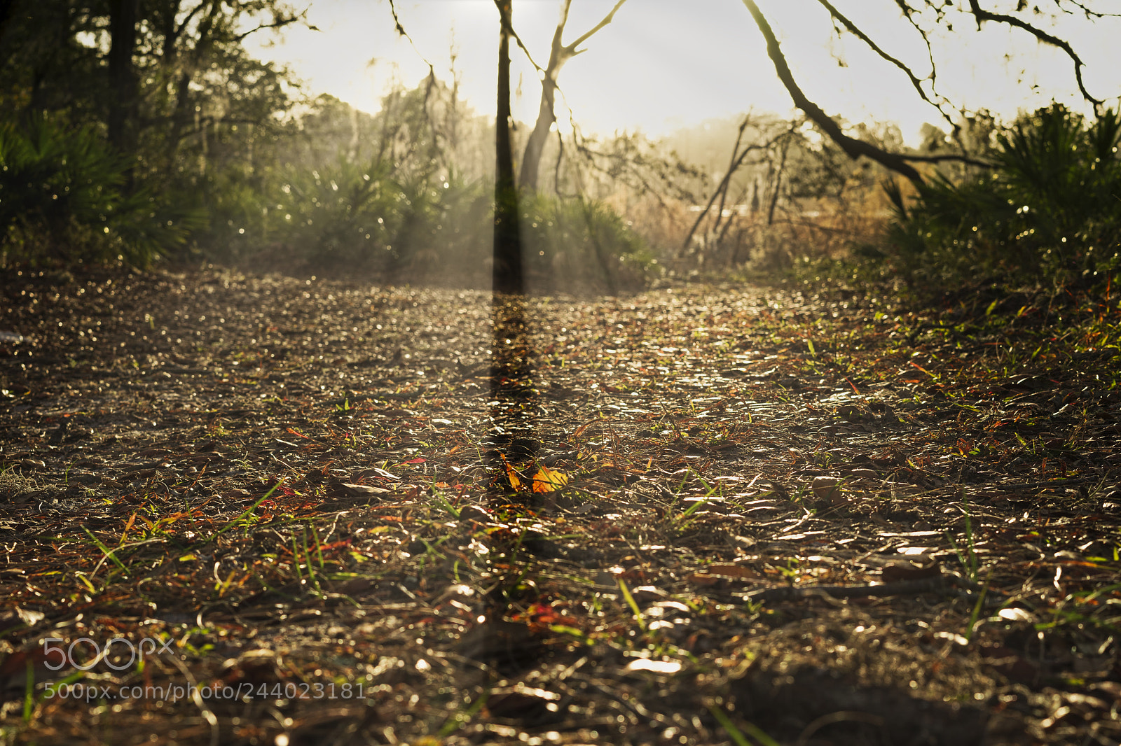 Sony a7 II sample photo. Into the woods photography
