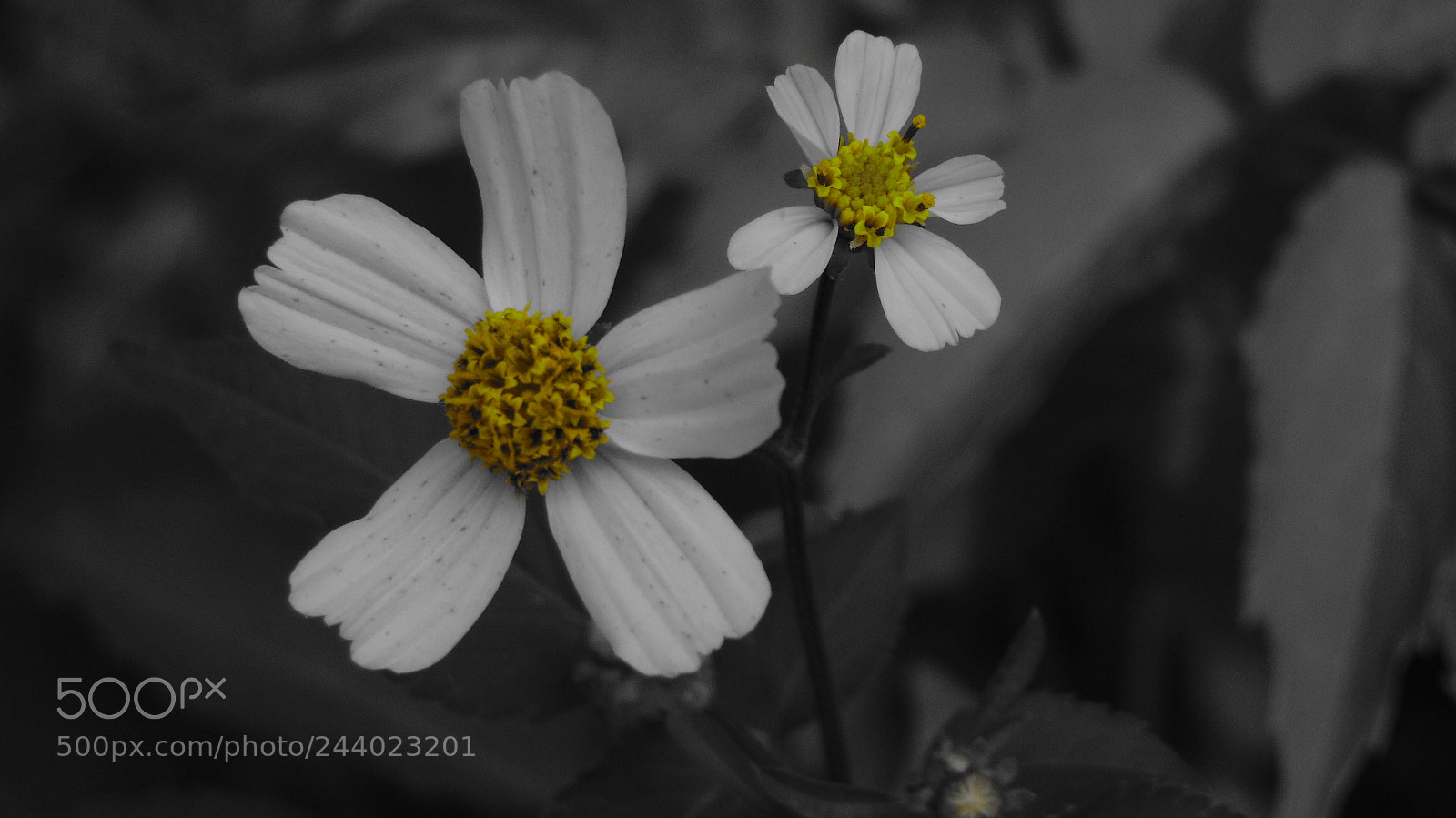 Sony Cyber-shot DSC-H300 sample photo. Buttercup photography