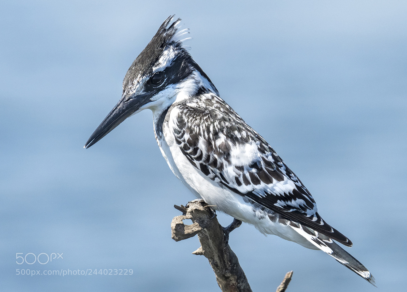 Nikon D500 sample photo. Pied kingfisher 2 photography