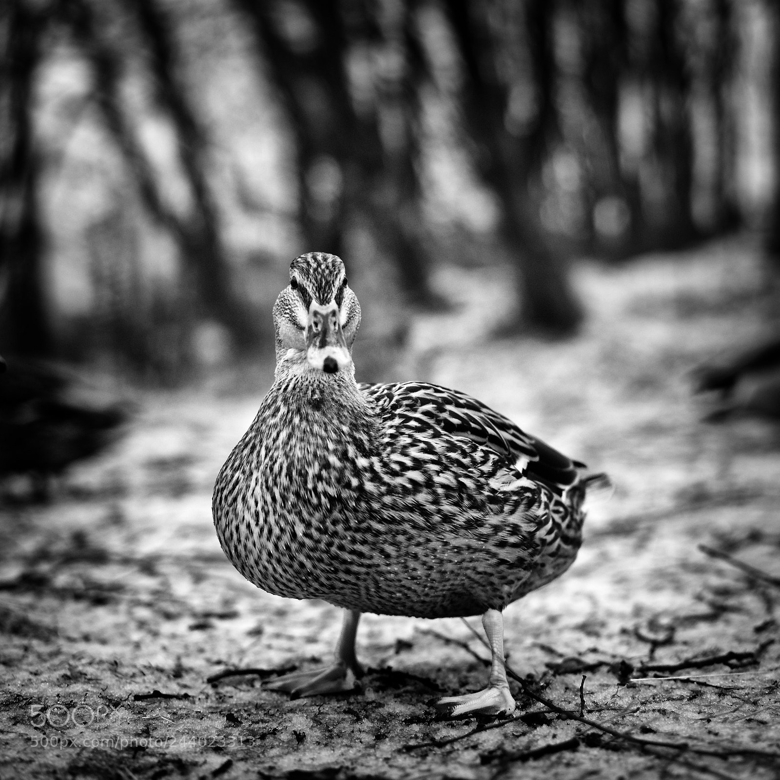Sony a7 sample photo. What's up, duck? photography