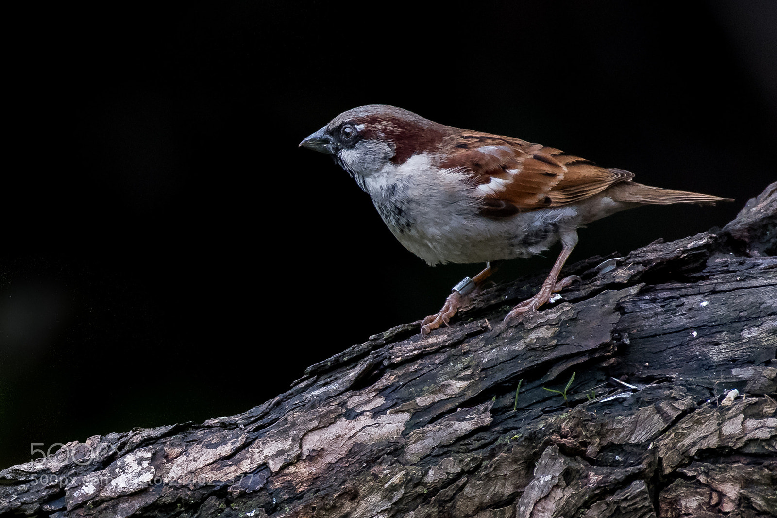 Nikon D500 sample photo. Alert photography
