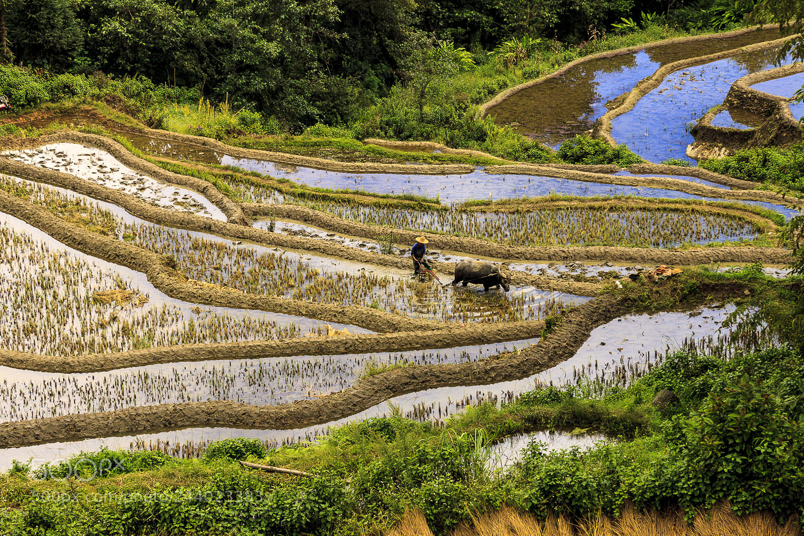 Canon EOS 50D sample photo. Cultivando arroz en yuangyang photography