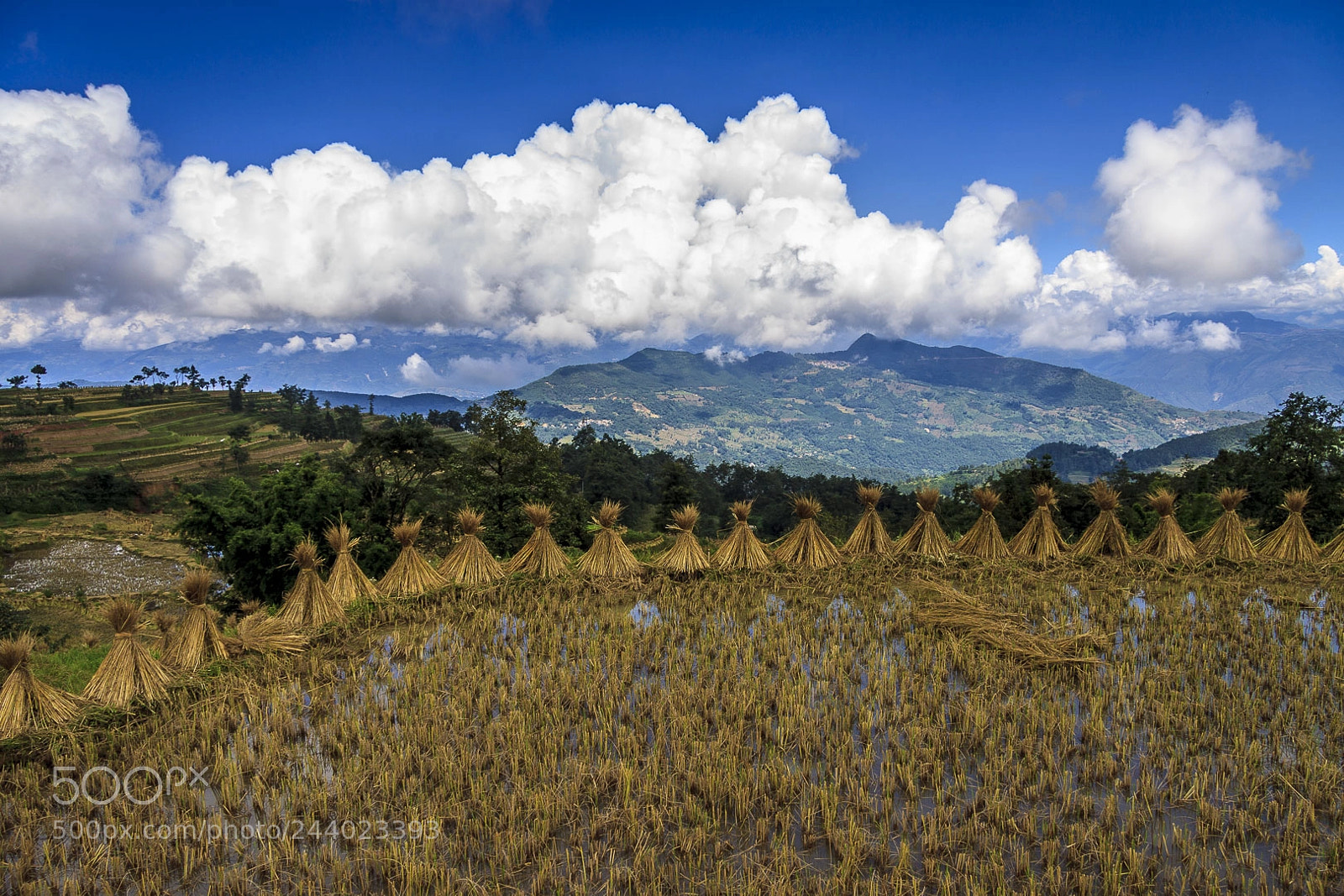 Canon EOS 50D sample photo. Paisaje en yuanyang photography