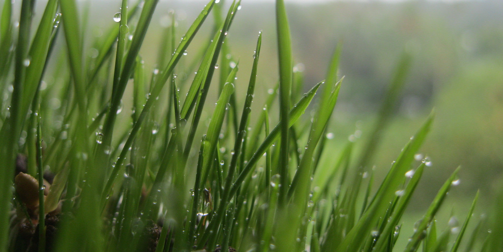 Canon PowerShot A3100 IS sample photo. Grass photography