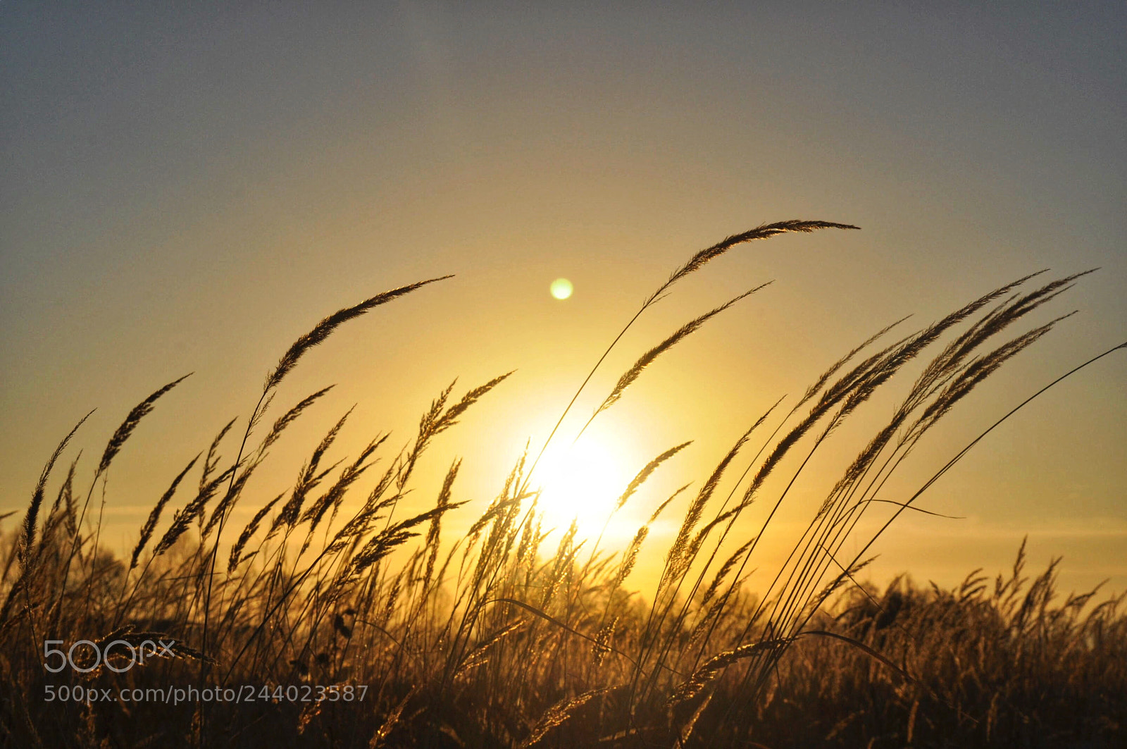 Nikon D5000 sample photo. Untitled photography