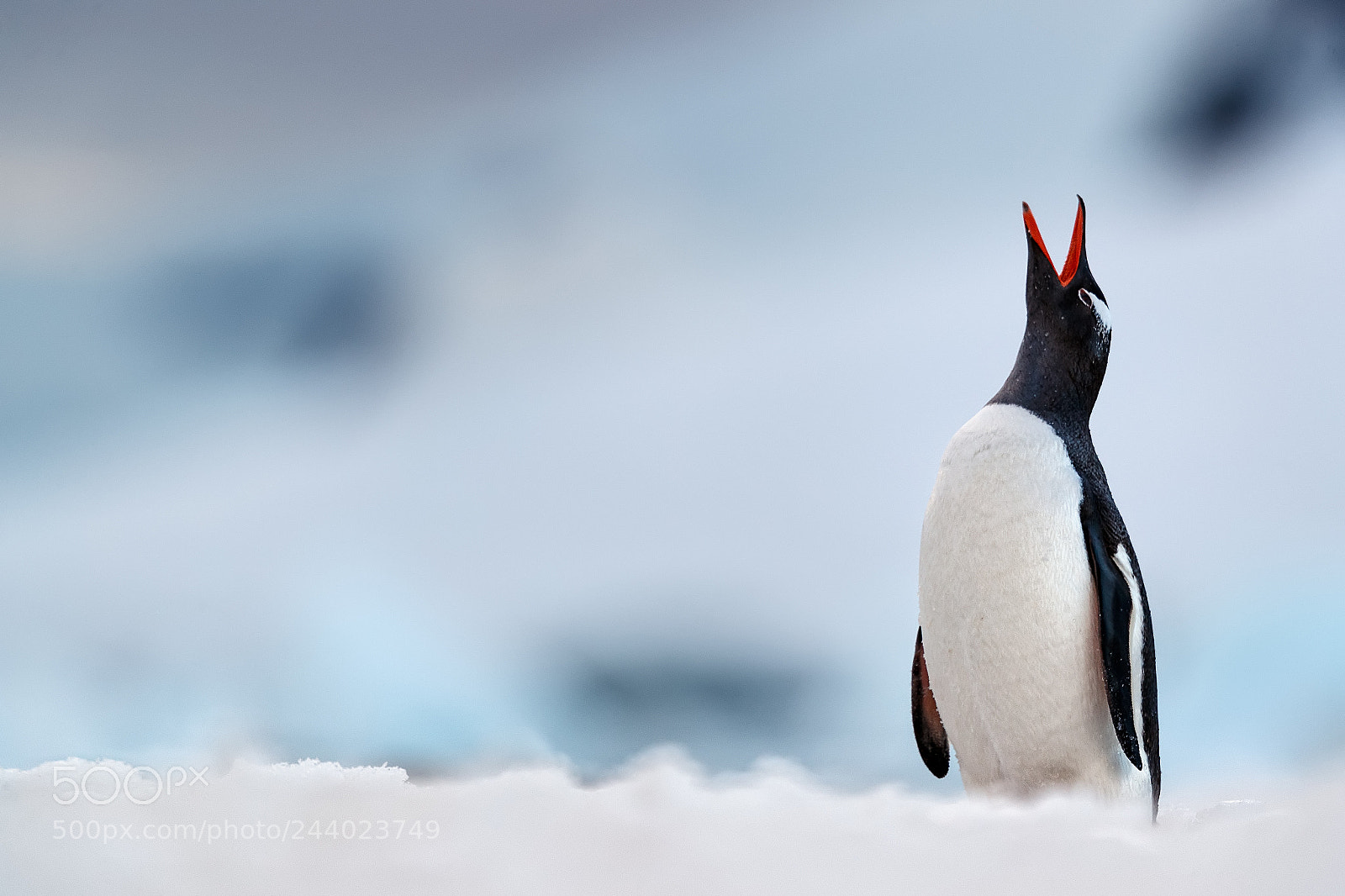 Canon EOS-1D X Mark II sample photo. Pingu ino gentu photography