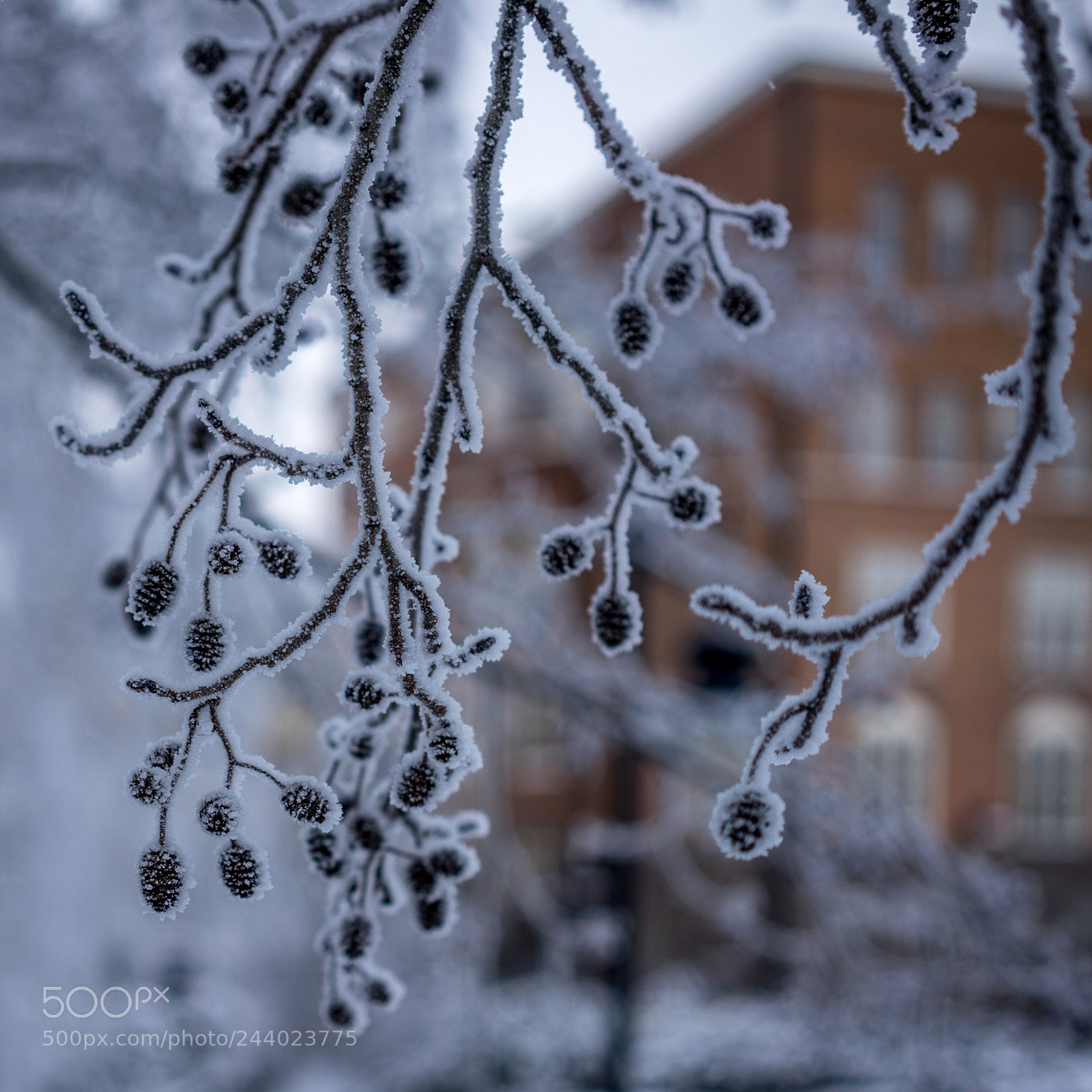 Sony a7 II sample photo. 021/365: another frosty day photography