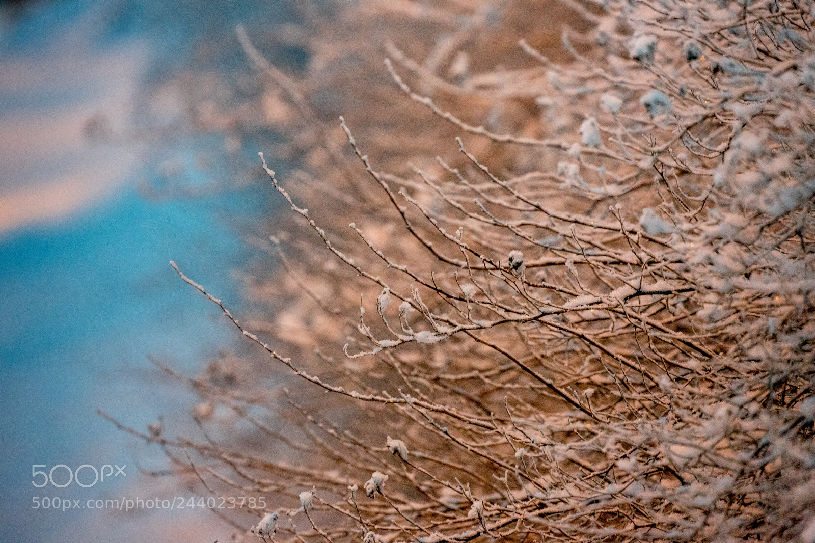 Sony a7 II sample photo. 022/365: bush photography