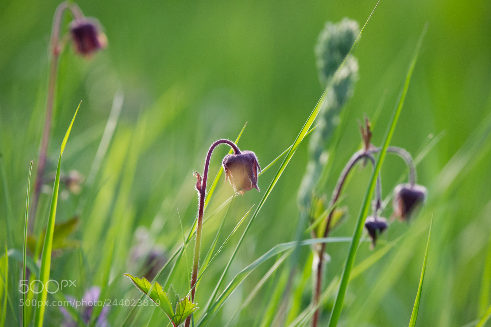 Nikon D3S sample photo. Bells photography