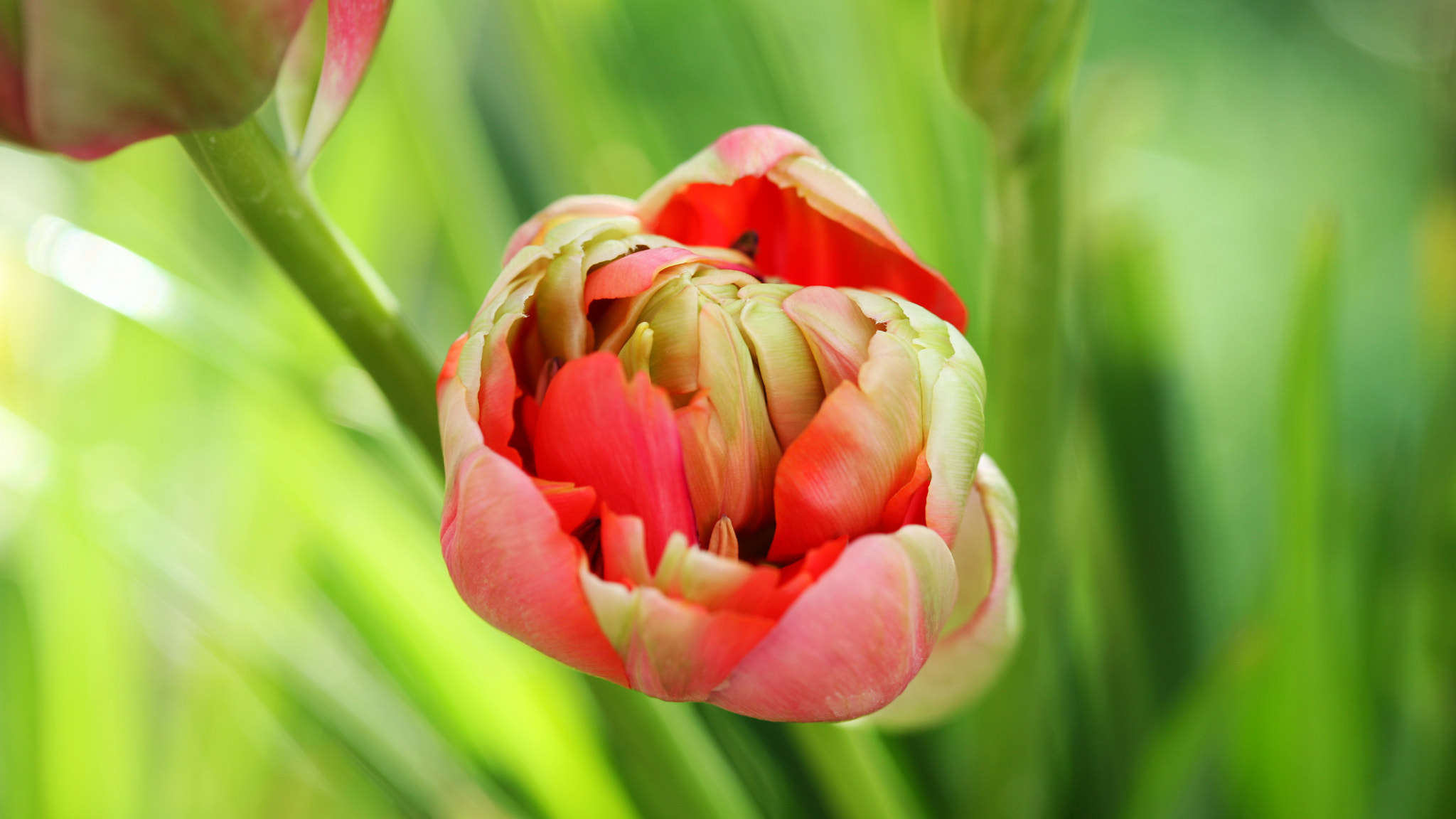 Canon EF 100mm F2.8 Macro USM sample photo. Tulip from above photography