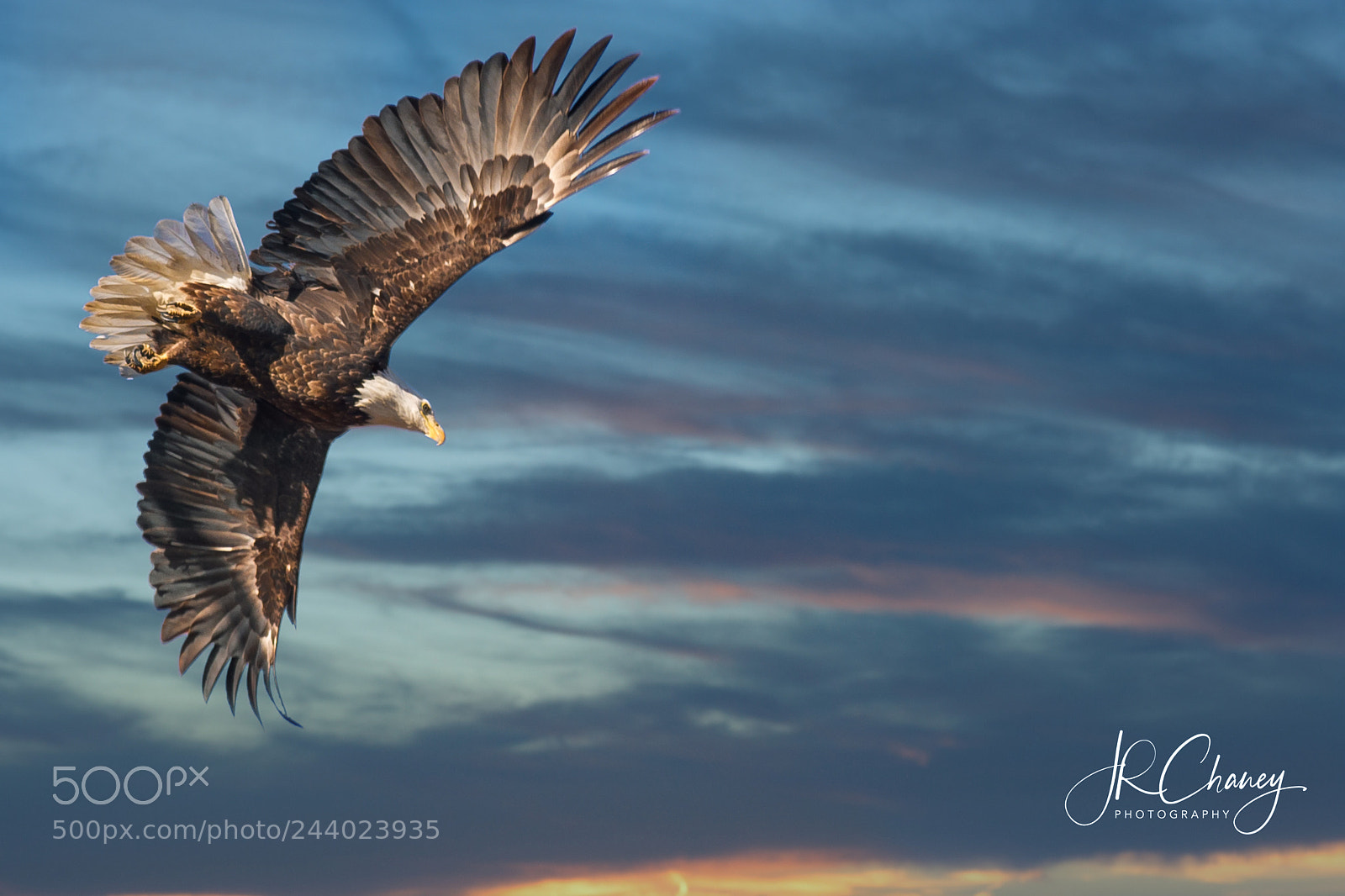 Sony Alpha DSLR-A850 sample photo. Soar above photography
