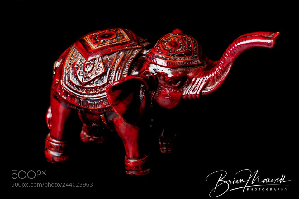 Nikon D3100 sample photo. Elephant photography