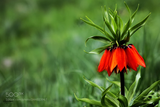 Canon EOS 60D sample photo. 002.jpg photography