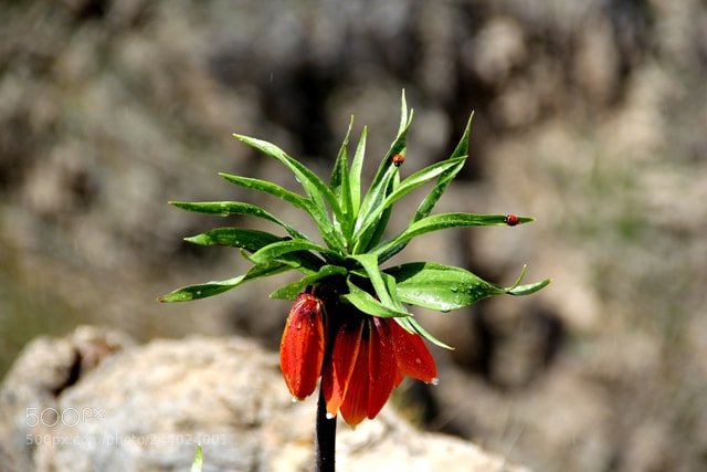Canon EOS 60D sample photo. Img photography