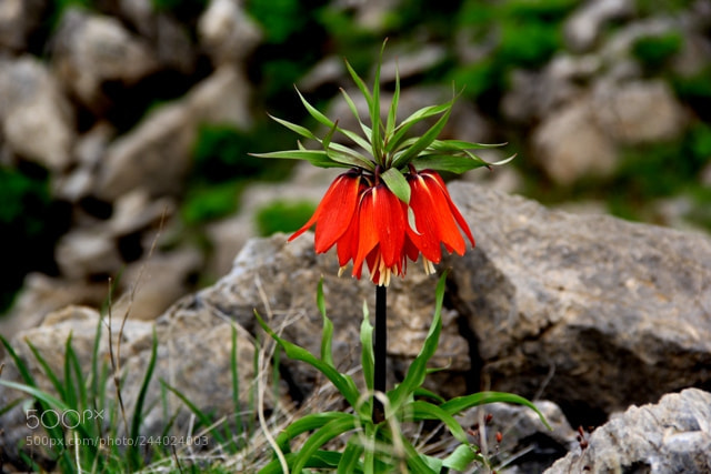 Canon EOS 60D sample photo. Img photography