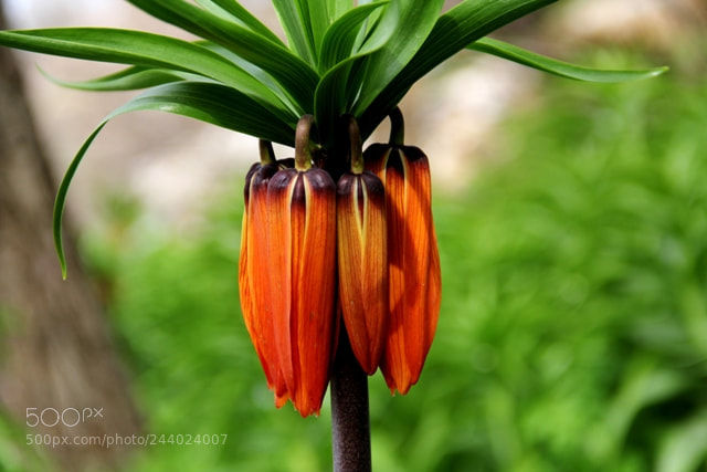Canon EOS 60D sample photo. Img photography