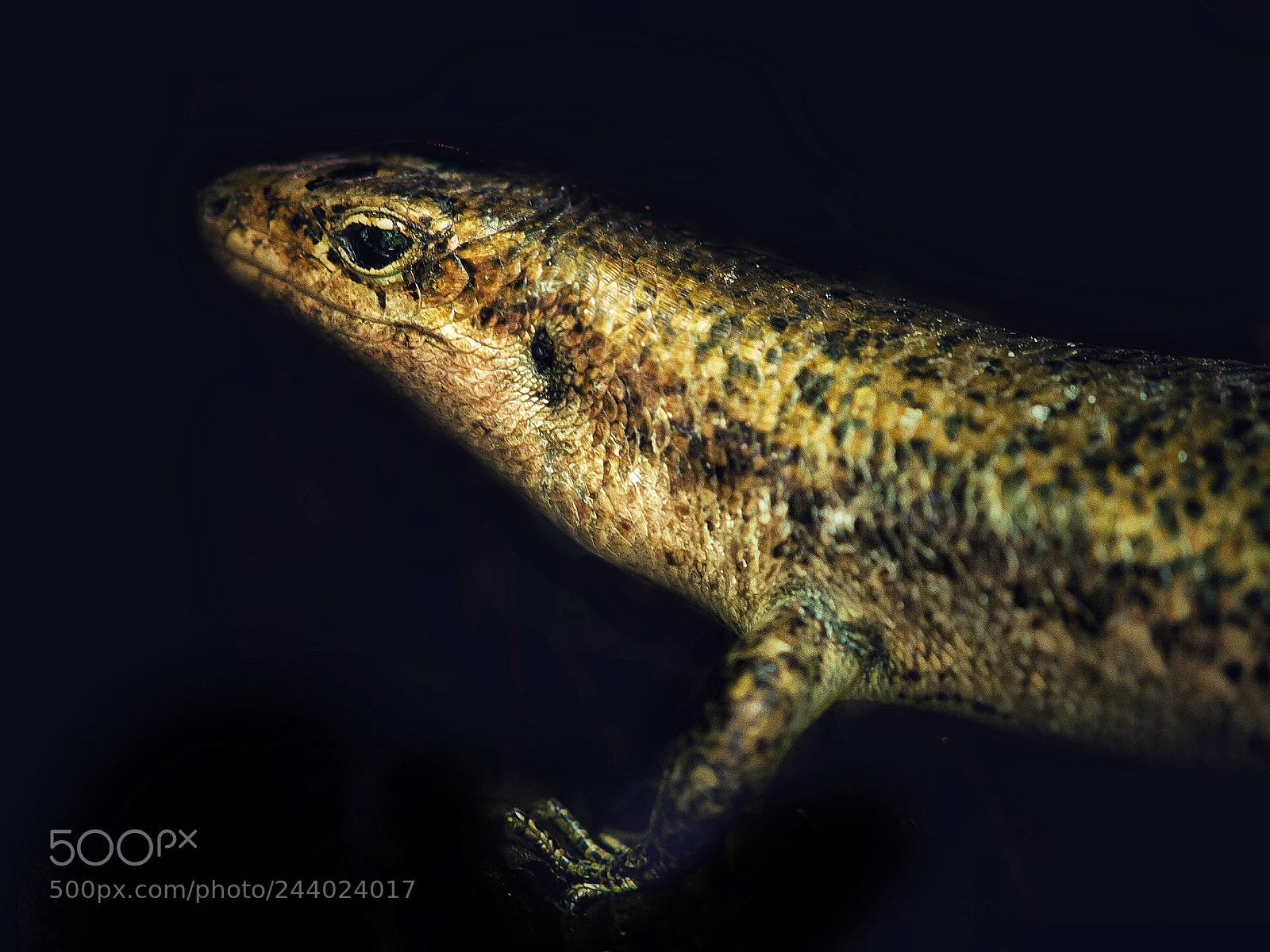 Olympus E-5 sample photo. Wright’s skink photography