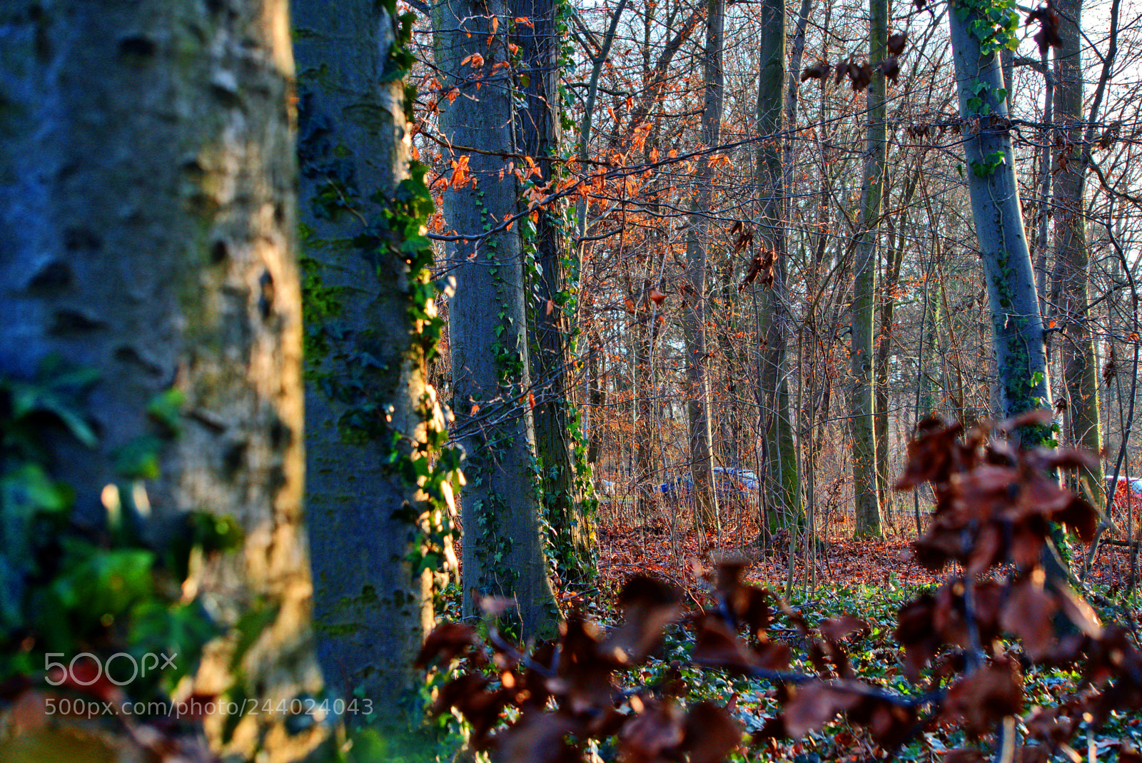 Sony a6300 sample photo. Tree trunks, ivy and photography