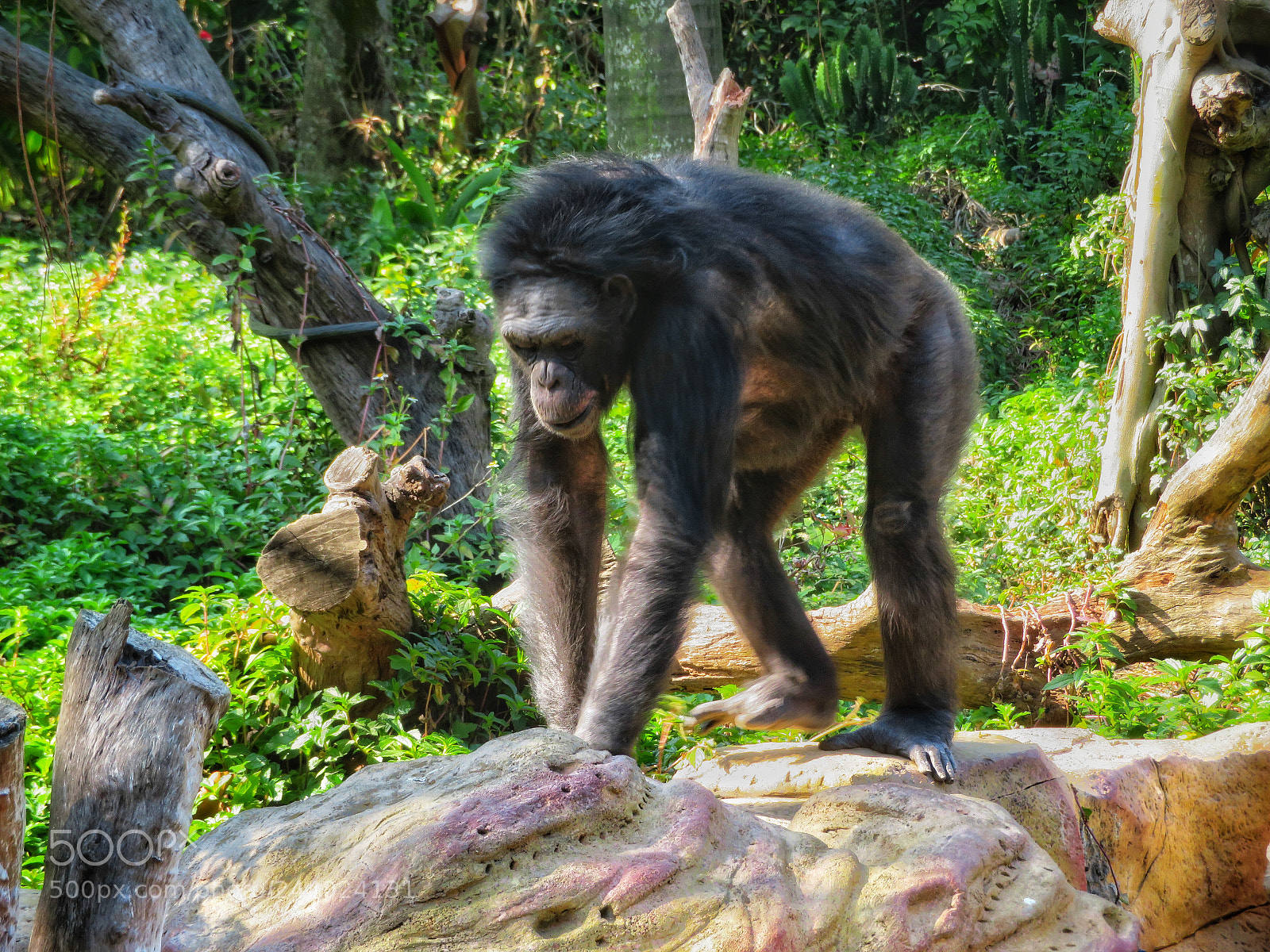 Canon PowerShot SX720 HS sample photo. Gorilla photography