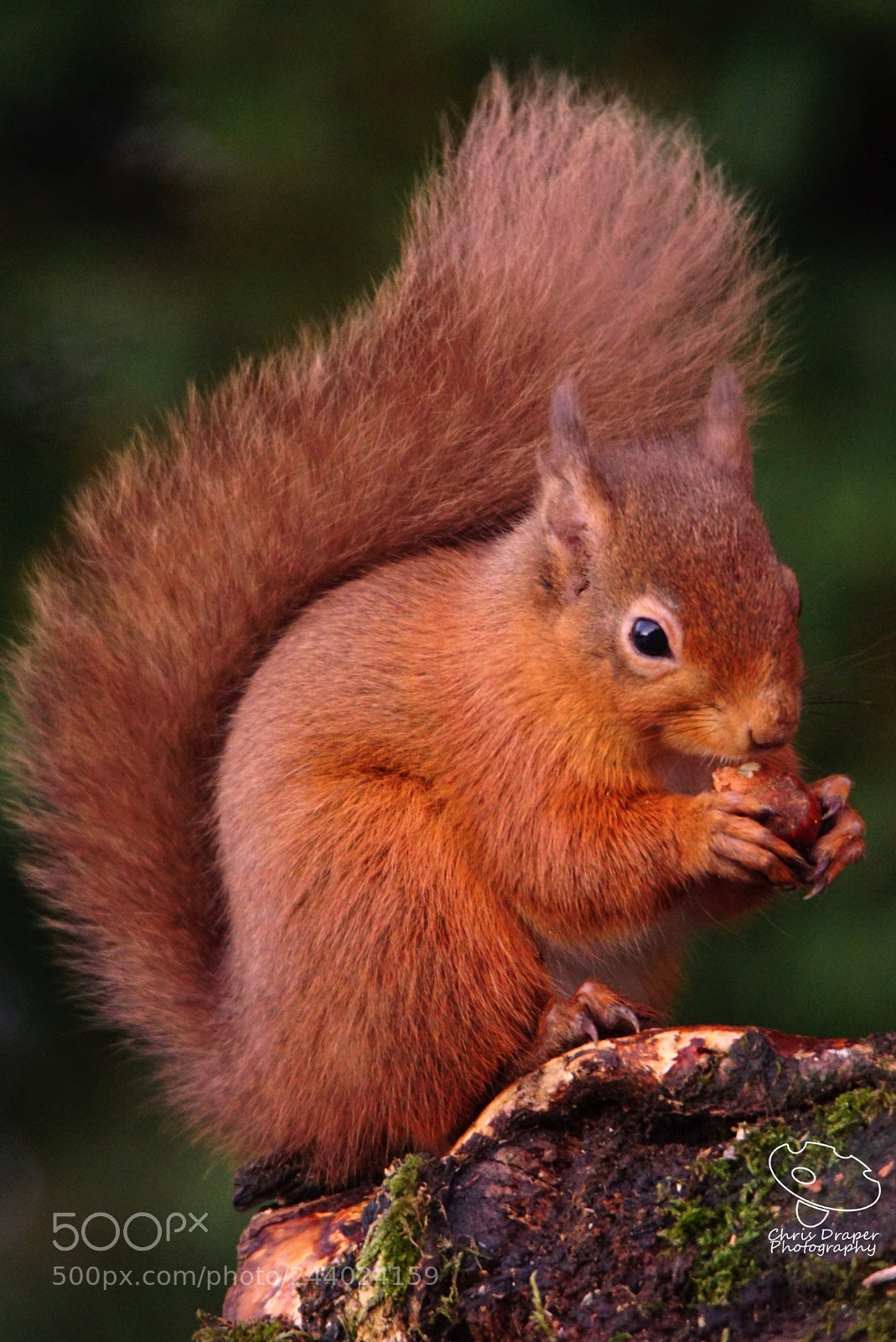 Sony ILCA-77M2 sample photo. Red squirrel photography