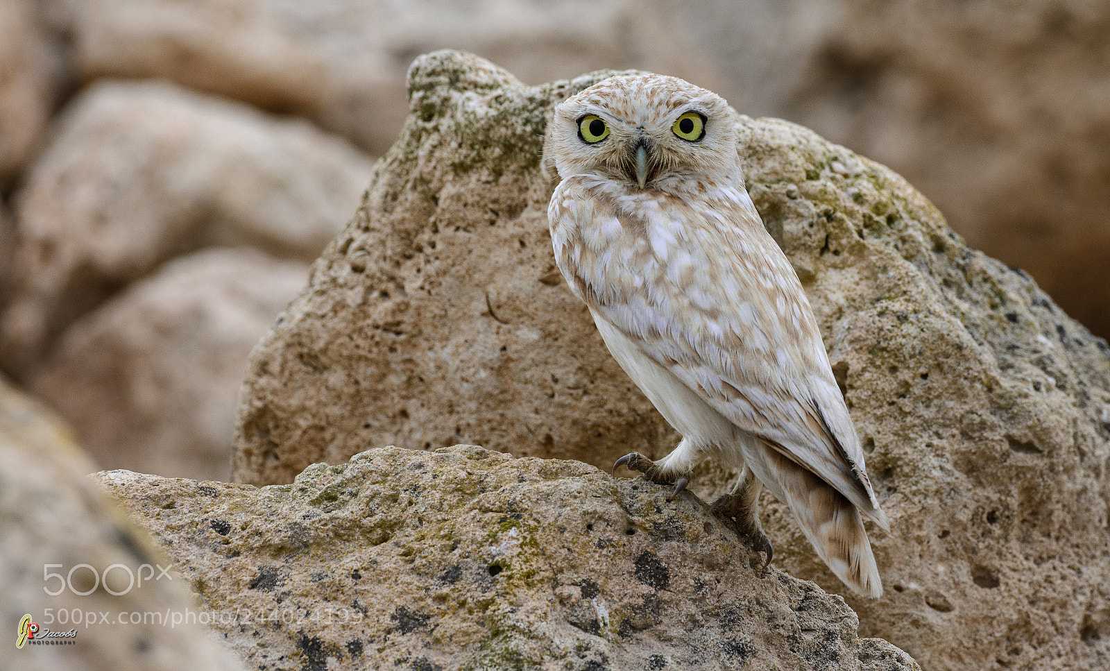 Nikon D500 sample photo. Little owl photography
