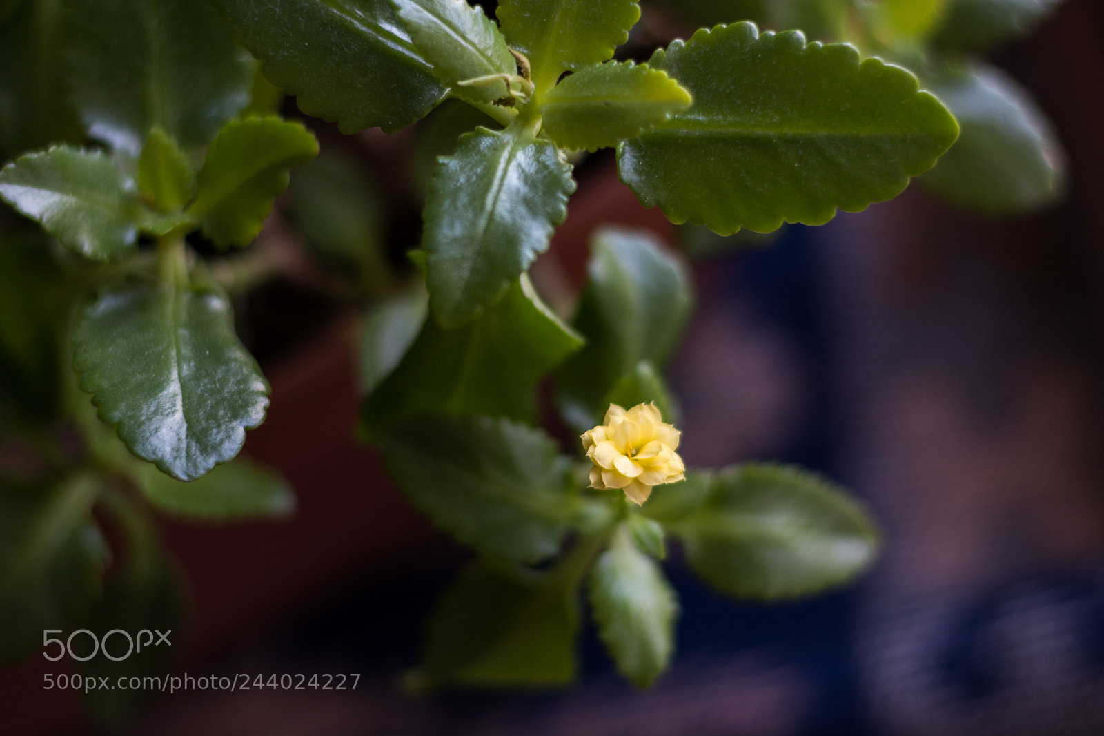 Nikon D7100 sample photo. Simplicity photography